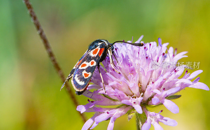 Zygaena occitanica moth， Catalonia.普罗旺斯伯内特